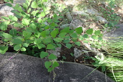 Desmodium velutinum